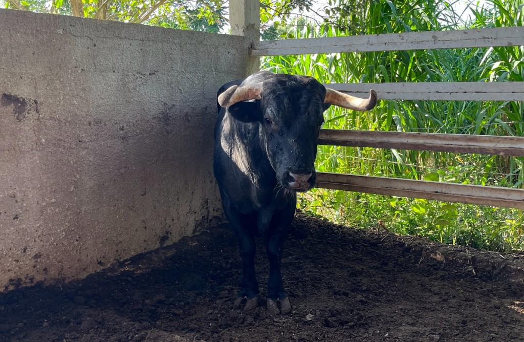 Se mantiene alerta sanitaria por gusano barrenador, en Yucatán