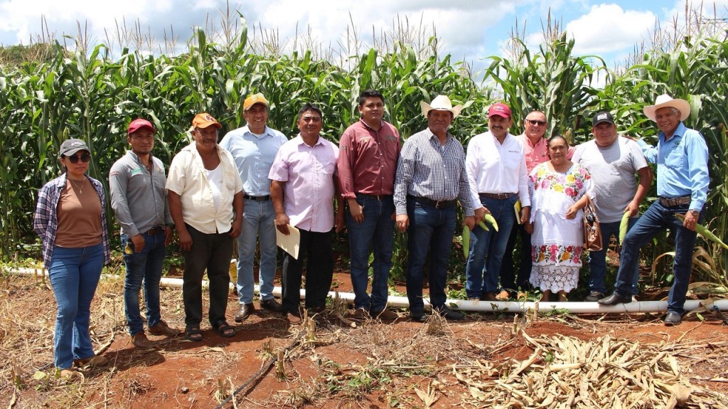 Se consolida la producción de soya huasteca, en Tekax