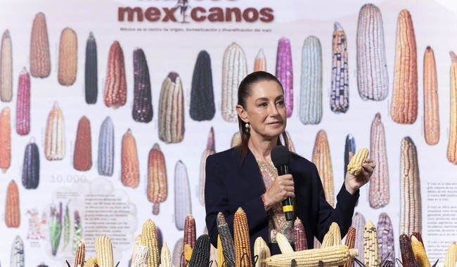 Anuncia Claudia Sheinbaum programa “Sin maíz no hay país”, para sembrar maíz con bienestar Anuncia Claudia Sheinbaum programa “Sin maíz no hay país”, para sembrar maíz con bienestar