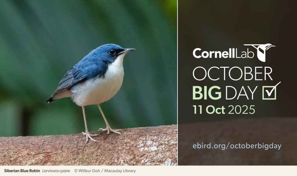 Se aproximan a Yucatán millones de aves, es el “October big day” Se aproximan a Yucatán millones de aves, es el “October big day”