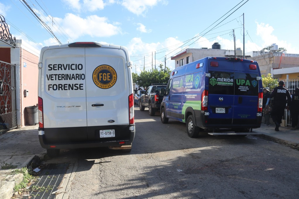 Procesado bajo el delito de “Crueldad Animal”, caso de la perrita herida en Plan de Ayala Norte Procesado bajo el delito de “Crueldad Animal”, caso de la perrita herida en Plan de Ayala Norte