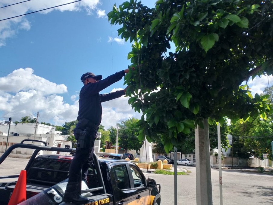 SSP refuerza seguridad vial con limpieza y liberación de señalética SSP refuerza seguridad vial con limpieza y liberación de señalética