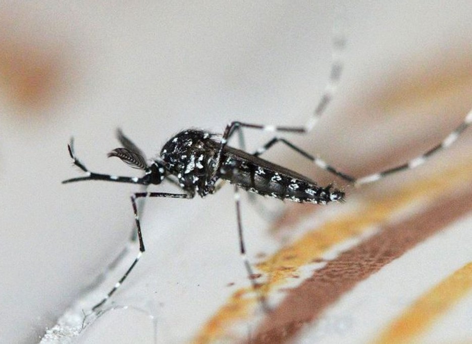 Causa alertamiento mosco detectado en Yucatán Causa alertamiento mosco detectado en Yucatán