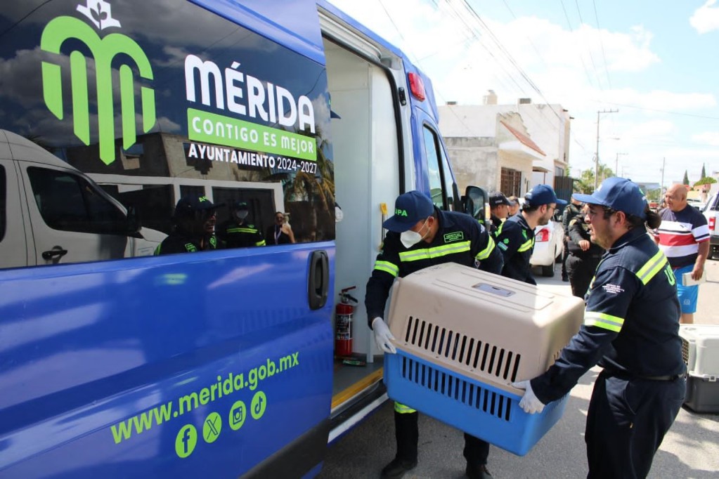 Aparecieron aproximadamente 15 perros muertos en la Central de Abasto de Mérida Aparecieron aproximadamente 15 perros muertos en la Central de Abasto de Mérida