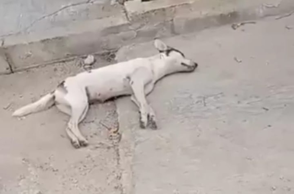 En la Opinión de Rigel Alonzo/En Yucatán, el maltrato animal se paga con cárcel, ¡no es broma! En la Opinión de Rigel Alonzo/En Yucatán, el maltrato animal se paga con cárcel, ¡no es broma!