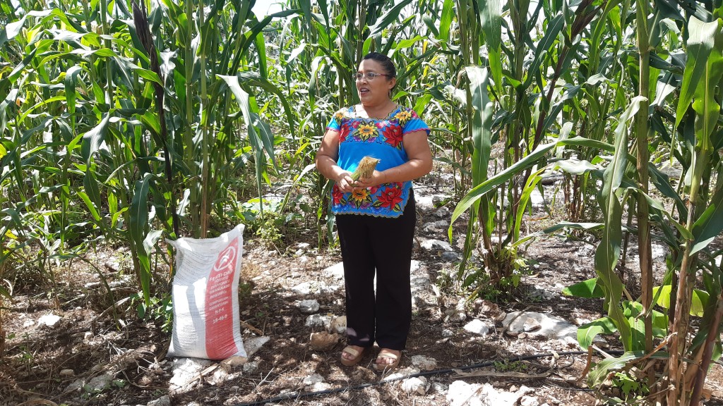 Congreso de Yucatán anticipa mayor presupuesto para el campo y la autosuficiencia alimentaria Congreso de Yucatán anticipa mayor presupuesto para el campo y la autosuficiencia alimentaria