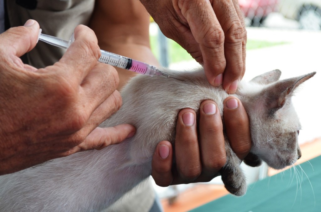 Refuerzan en Yucatán las acciones de bienestar animal y prevención sanitaria Refuerzan en Yucatán las acciones de bienestar animal y prevención sanitaria