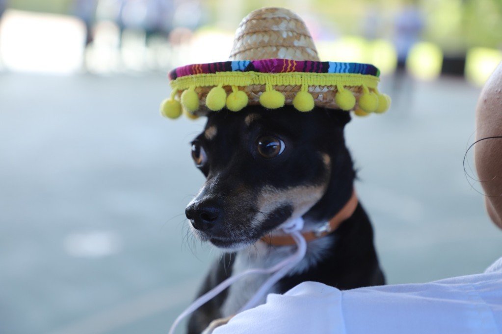 Rinde homenaje Conalep Yucatán a las mascotas que partieron Rinde homenaje Conalep Yucatán a las mascotas que partieron