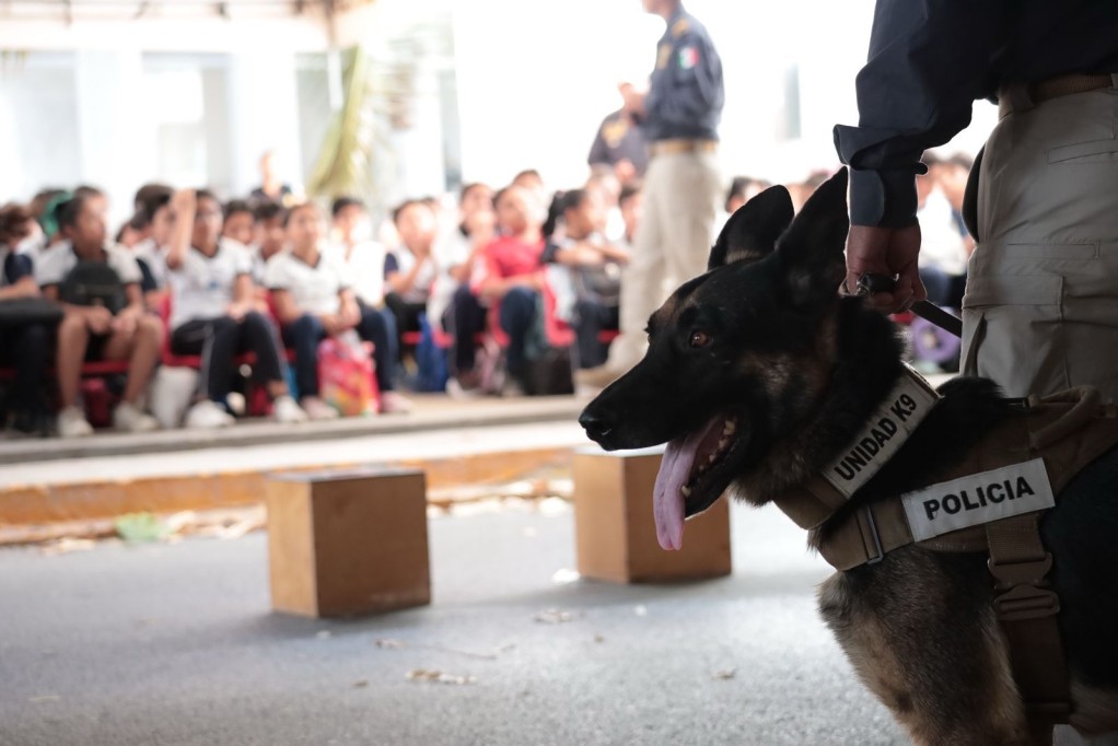 Se especializan policías K-9 de Yucatán en detección de explosivos, en Texas