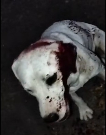 Agreden con un machete a un perro, en Loche