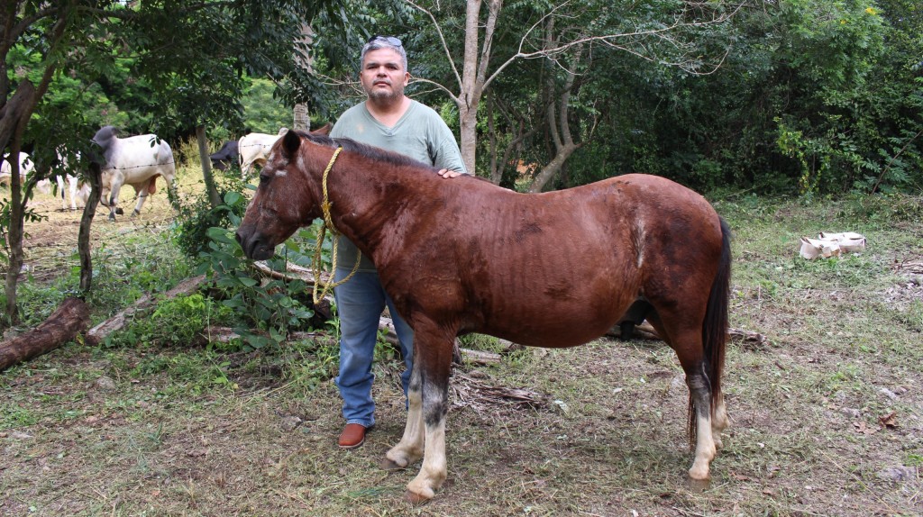 Seder mantiene atención oportuna contra infestación de gusano barrenador en la zona oriente