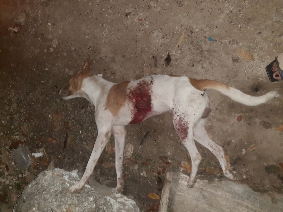 Otro presunto caso de maltrato animal en Panabá, balean a un perro y muere