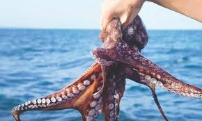 Ampliará Yucatán la cuota de pulpo a 32 mil toneladas