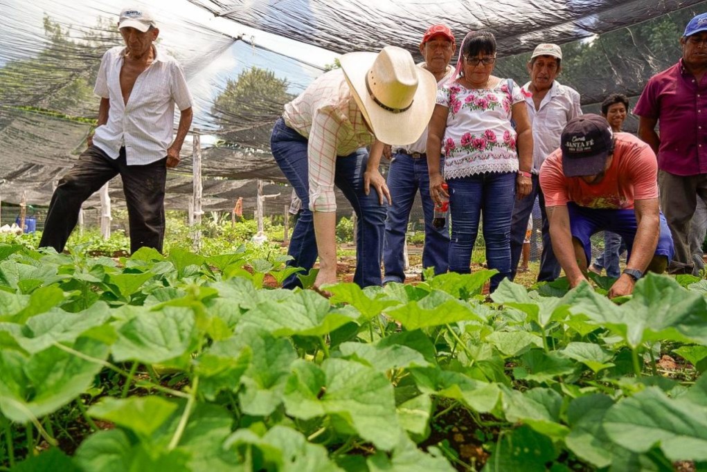 Productores yucatecos defienden el programa “Sembrando Vida”
