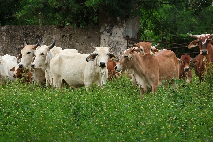 Cero muertes de animales infectados por gusano barrenador