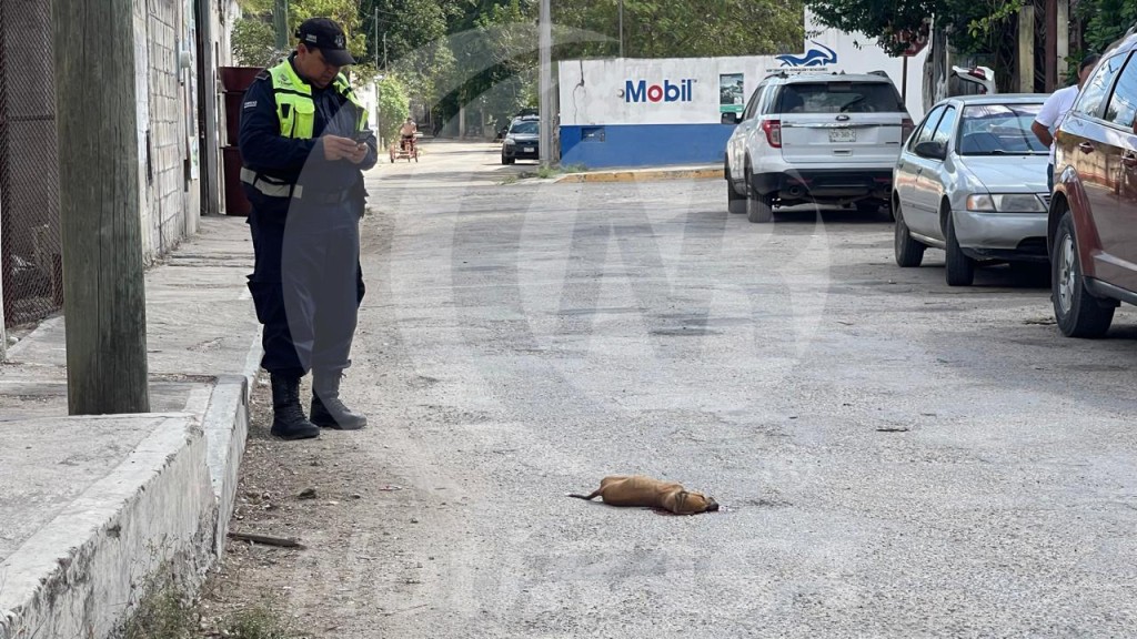 Atropellan a un perro y el causante se dio a la fuga, en Tizimín