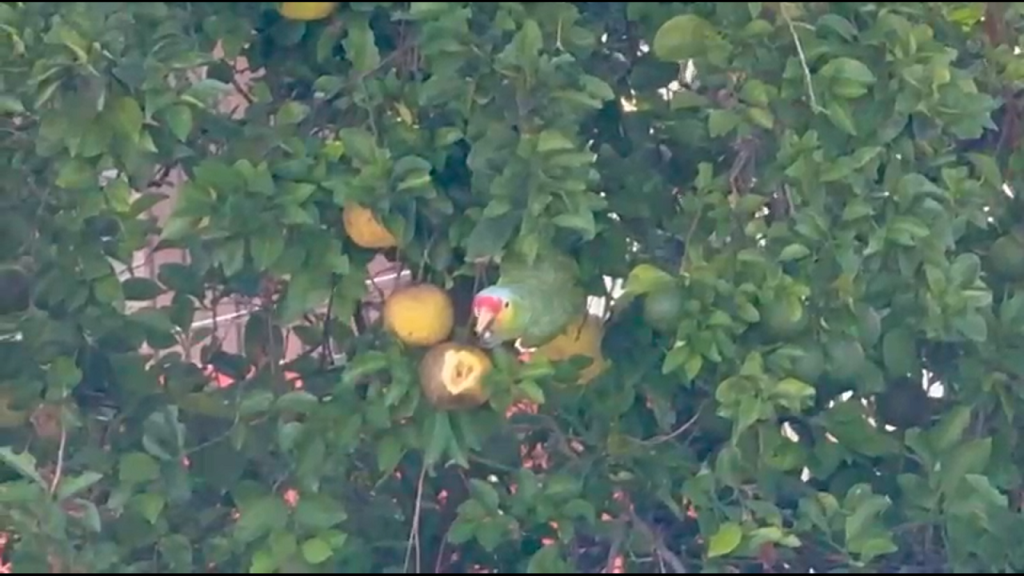 Captan a un loro “cachetes amarillos” comiendo una naranja agria