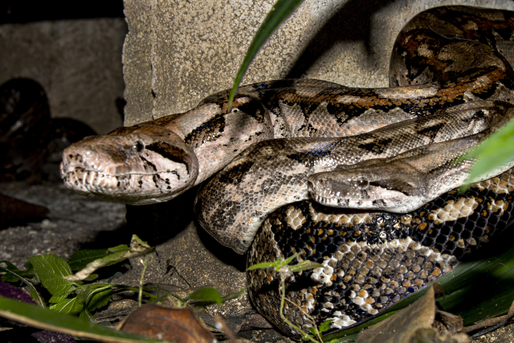 ¿Quién invade a quién? Liberan a una och kaan