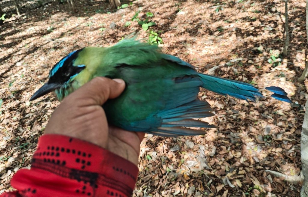 Reportan muerte de aves en el oriente, debido al frío