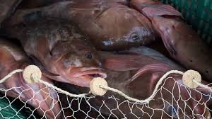 ¿Por qué es importante respetar la veda del mero?