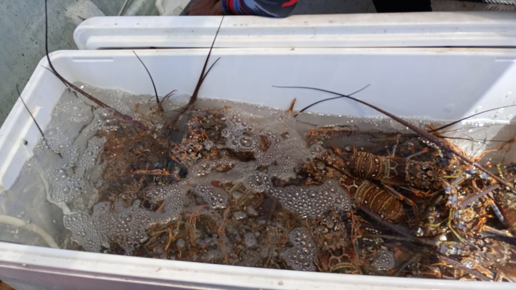 Concluye la temporada de captura de langosta en Yucatán