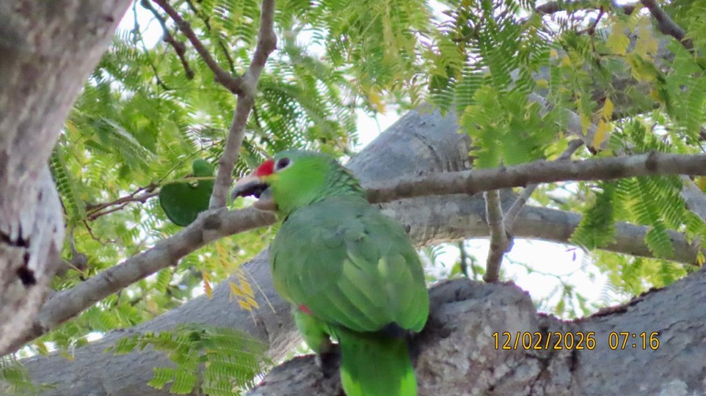 Se buscan muralistas para el nuevo Módulo de Atención Veterinaria para Aves Silvestres