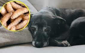 Mérida concentra más casos de gusano barrenador