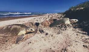 Inicia temporada de anidación de tortugas marinas