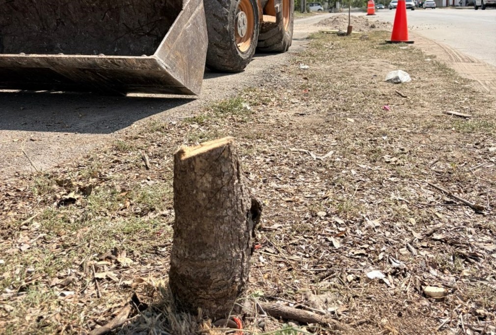 Iniciará próxima semana la reforestación de la zona afectada en Cholul