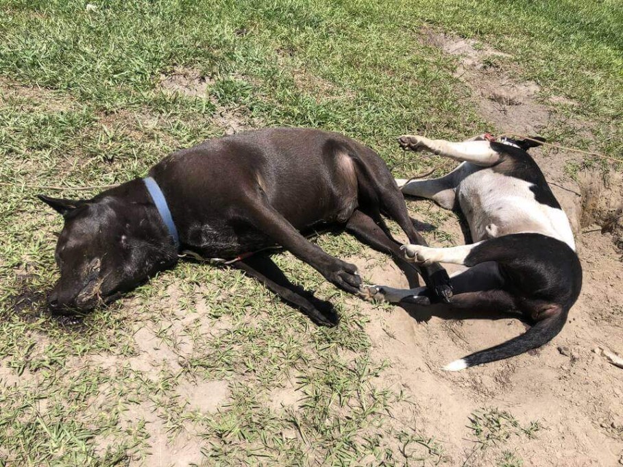 Incrementan reportes por maltrato animal, ante ola de calor en Mérida