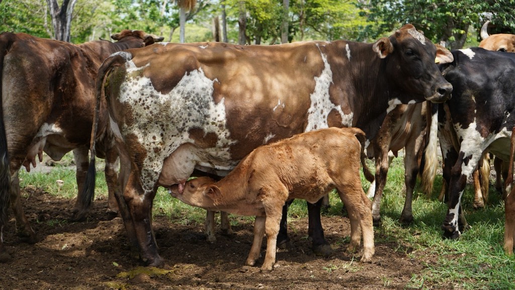Nacen los primeros siete becerros por inseminación artificial, en Yucatán