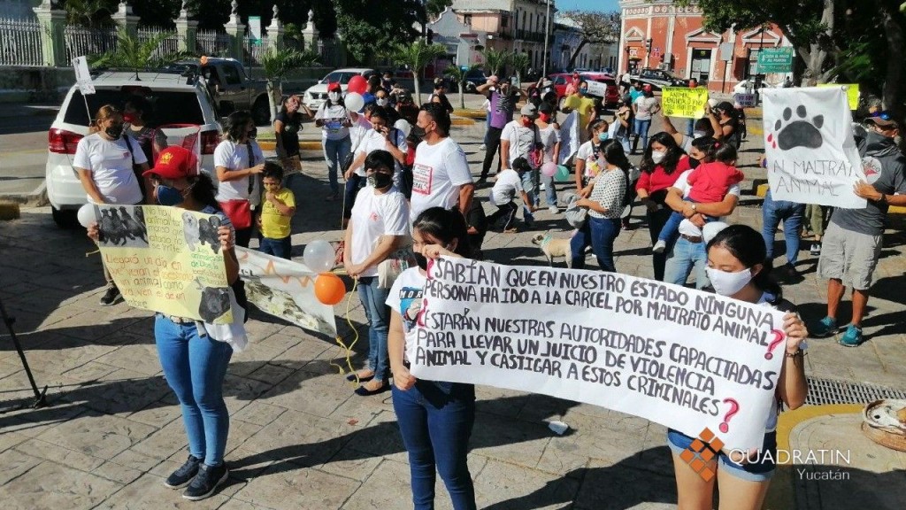 Exigen mejor atención a casos de maltrato animal, en Progreso