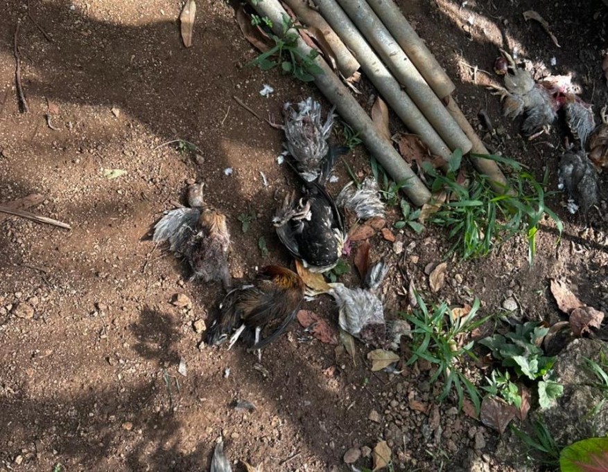 Moviliza ataque a gallinero a la policía de Tizimín