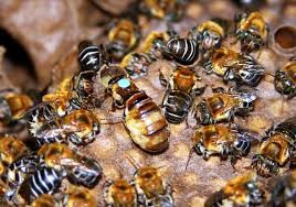 Es el 20 de mayo el Día Internacional de la Abeja