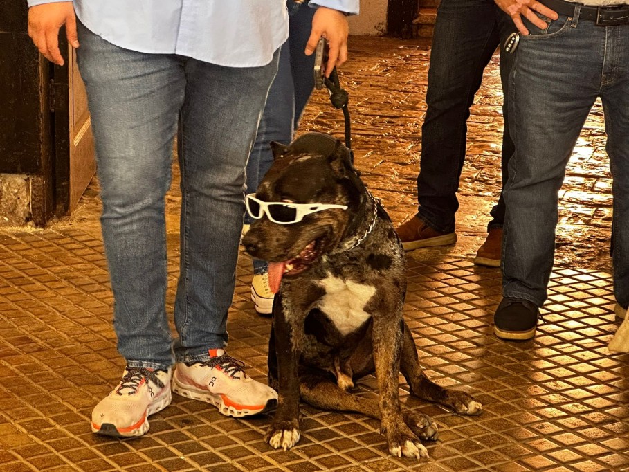 Multas de hasta 50 mil pesos para quienes saquen a pasear a sus mascotas sin correa
