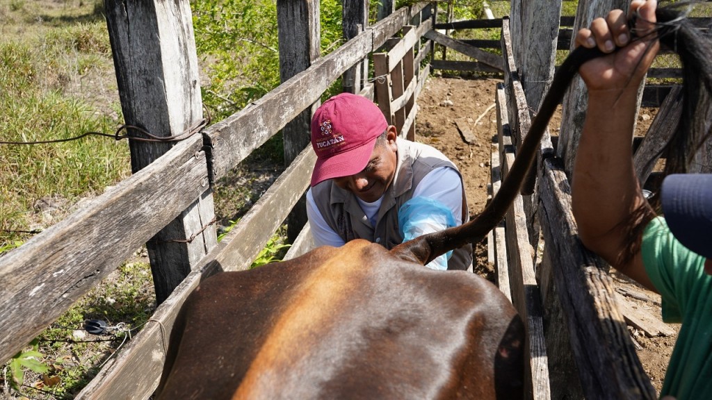 Avanza entidad en repoblamiento ganadero, con inseminación artificial