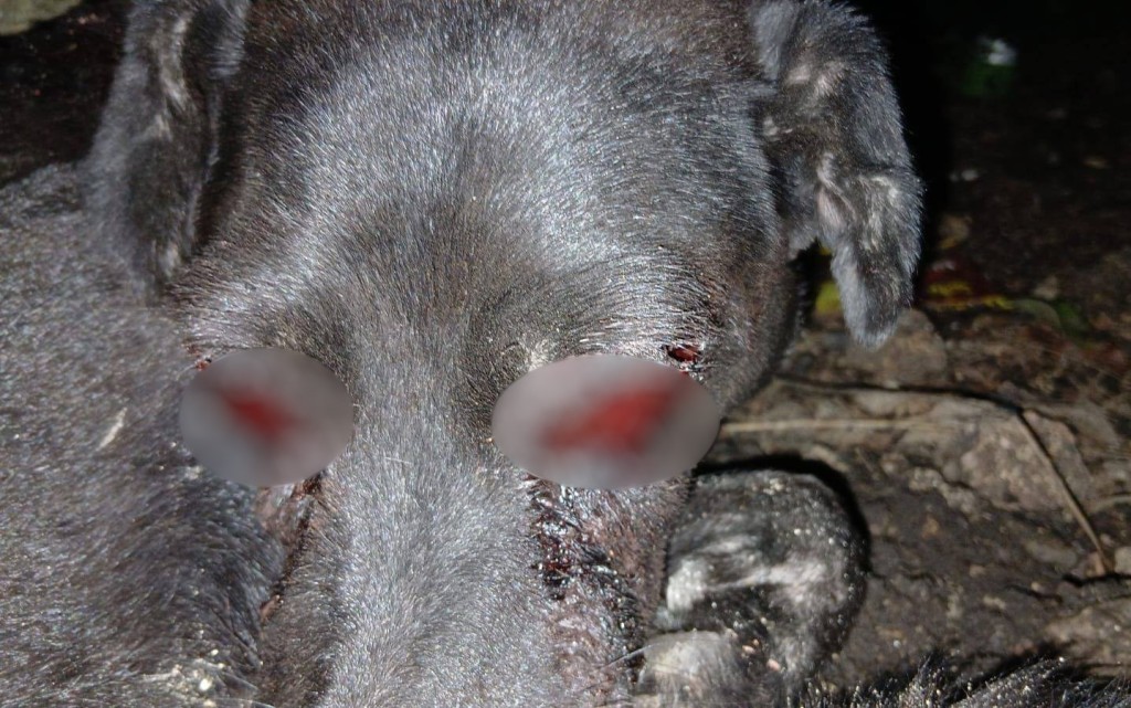 Presunción de maltrato animal en Tizimín, por mascotas con ojos lastimados