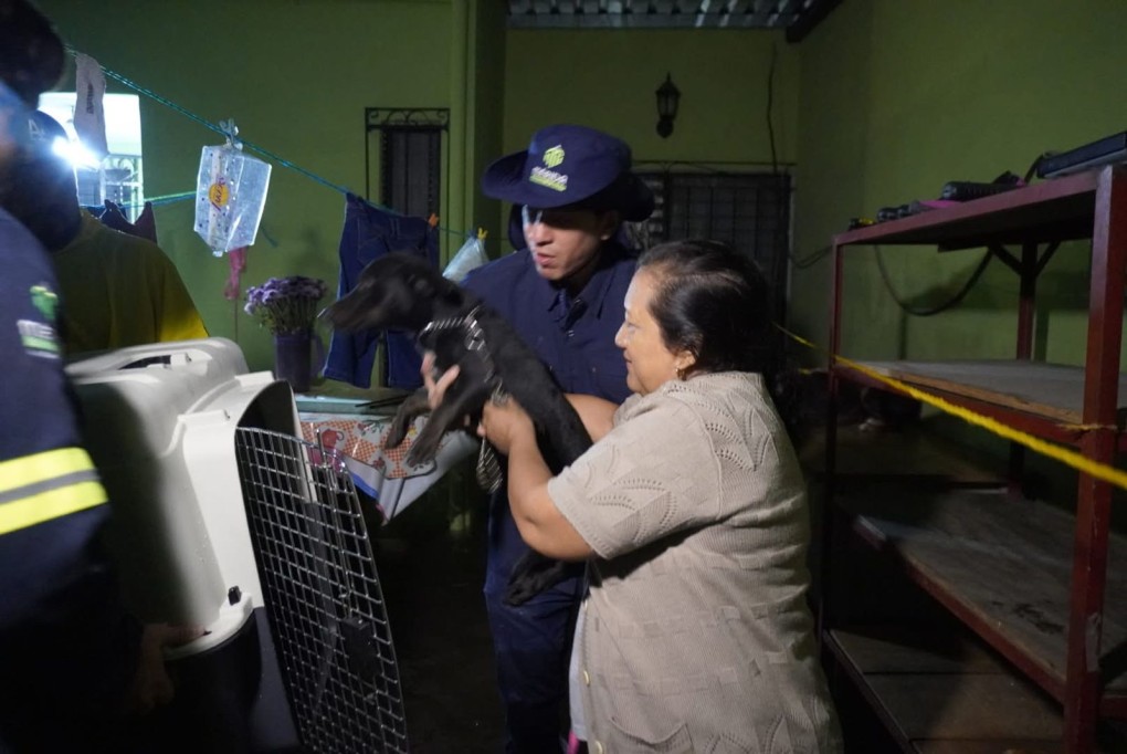 Resguarda Ayuntamiento a 36 animalitos, tras inundaciones en Mérida
