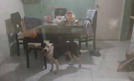 Mete en problemas otro pitbull a sus dueños