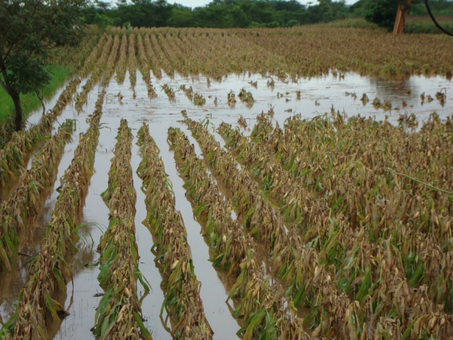 Afectadas 300 hectáreas del campo por los torrenciales aguaceros