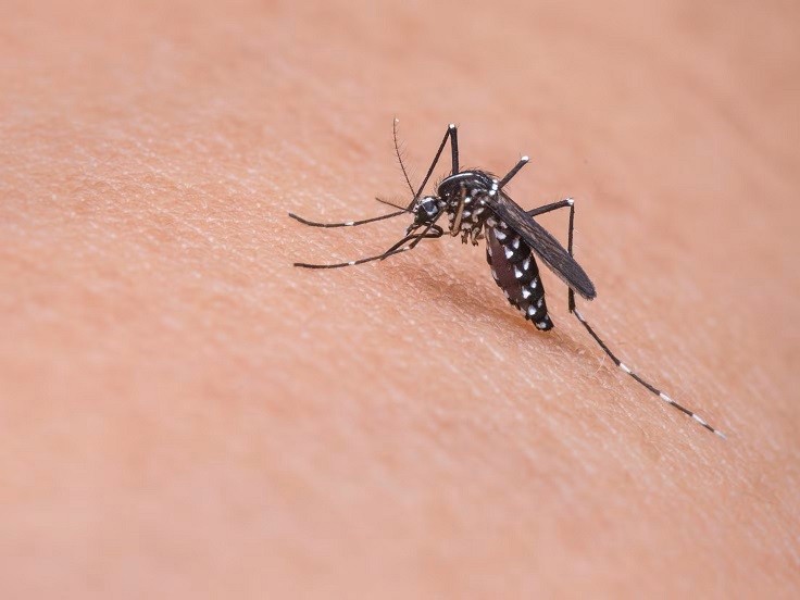 ¿Por qué pican los mosquitos?