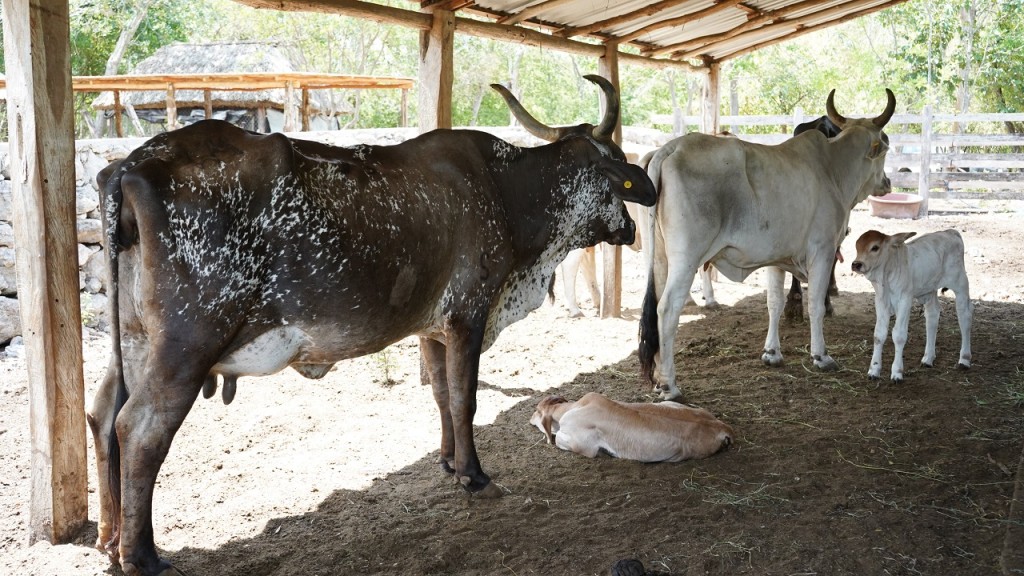 Robustece Programa Renacimiento Ganadero la producción pecuaria en Yucatán