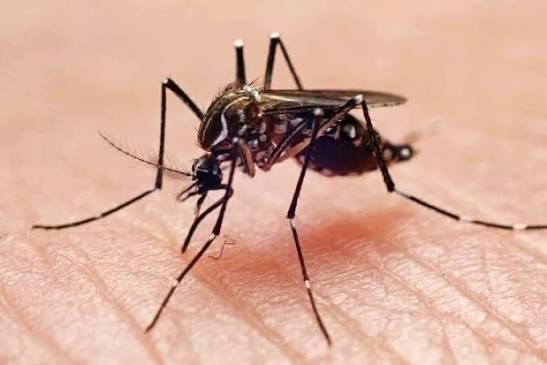 Mérida suma 8 casos de dengue, según la secretaría de salud