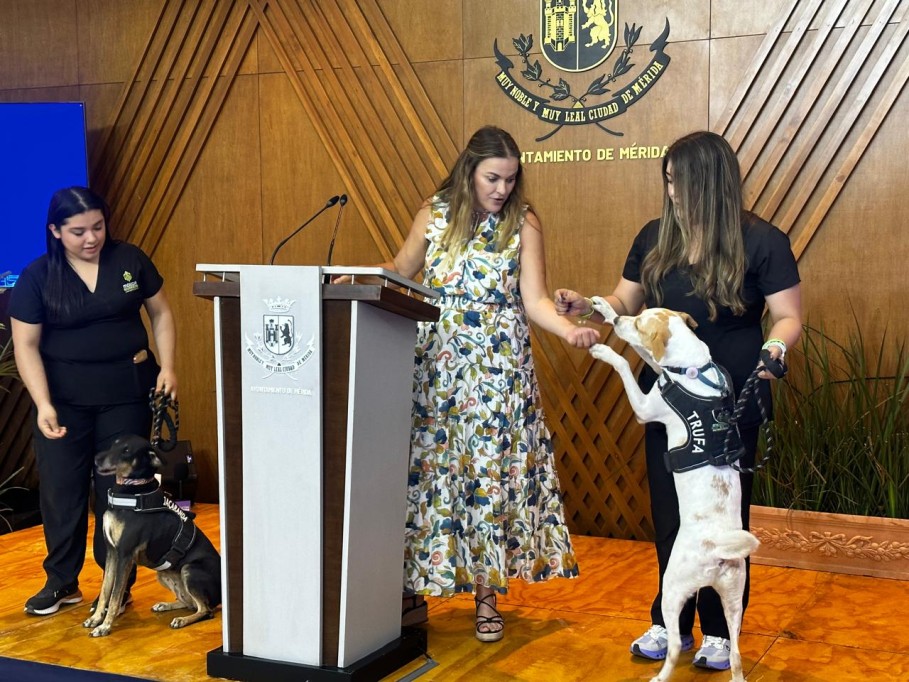 Anuncia Mérida mega jornada de esterilización gratuita