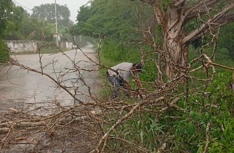 Realizan operativo de poda preventiva en Tizimín, ante temporada de lluvias