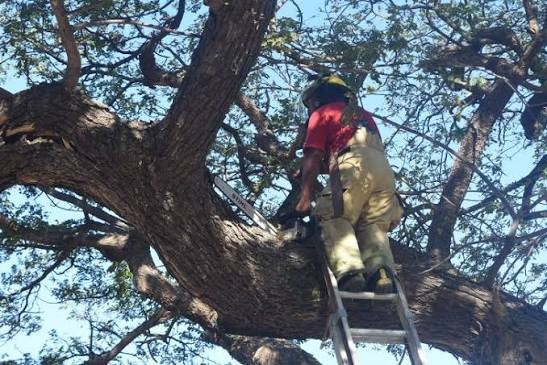 Continúa Mérida con trabajos de poda preventiva, para evitar riesgos en vía pública
