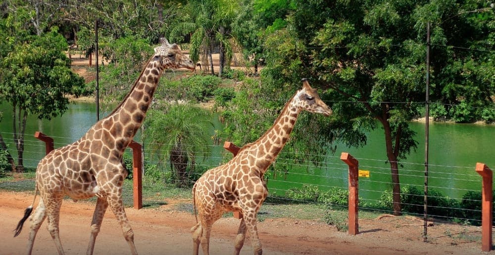 Cuenta Animaya con protocolos de protección para sus más de 600 animales, durante la temporada de lluvias