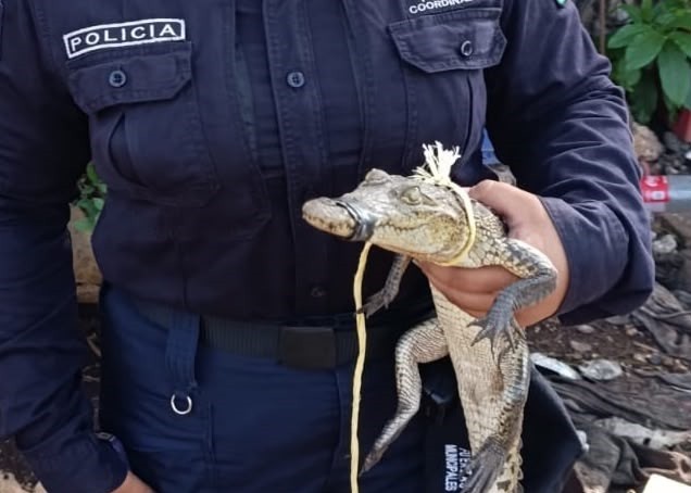 Limpiaba tizimileña su patio y encontró un cocodrilo
