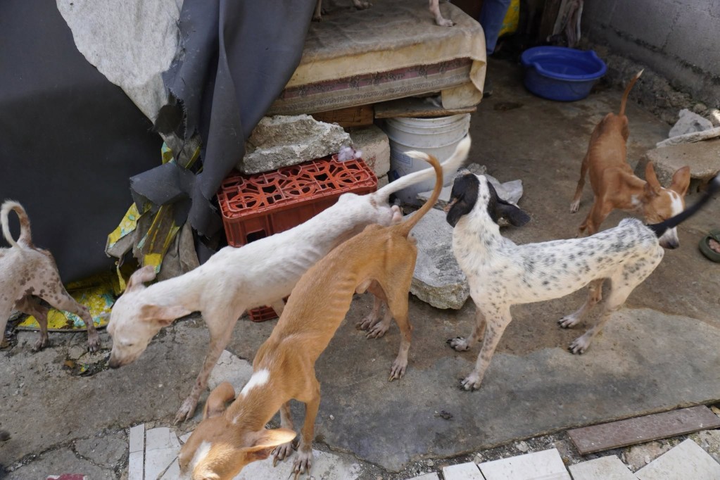 Rescata Ayuntamiento de Mérida a 48 perros