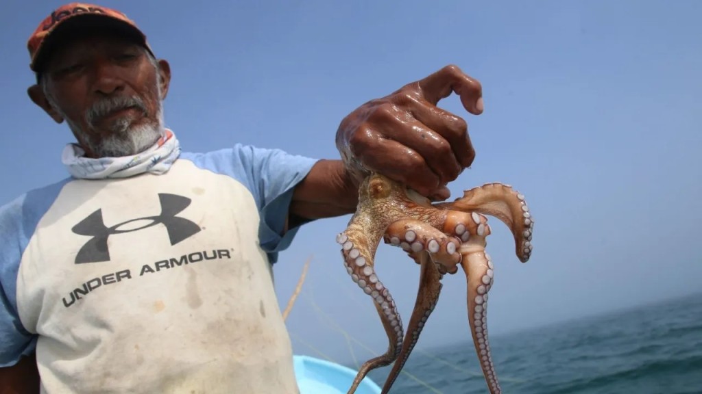 Comienza la temporada de pesca de pulpo, la más rentable para los pescadores